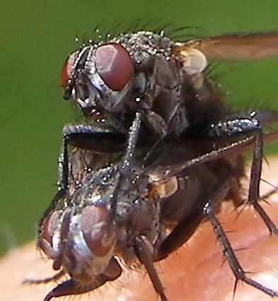 Stevenia sp.